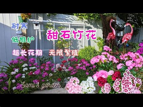 瑪格麗特花風水